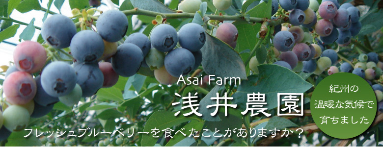 Asai Farm 浅井農園　フレッシュブルーベリーを食べたことがありますか？　紀州の温暖な気候で育ちました